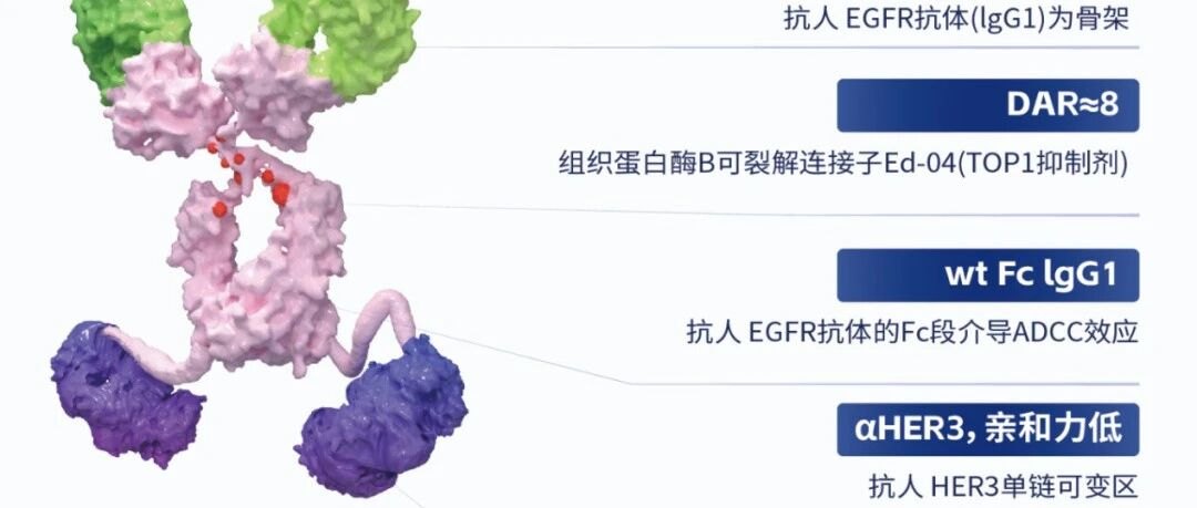全球首个!百利天恒闯入双抗 ADC 新「食」 代